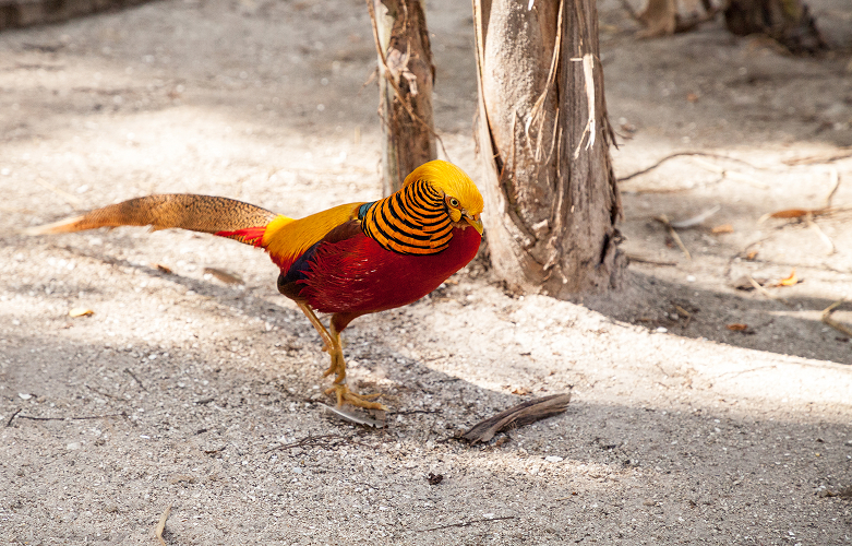 Golden pheasant di kandang alami