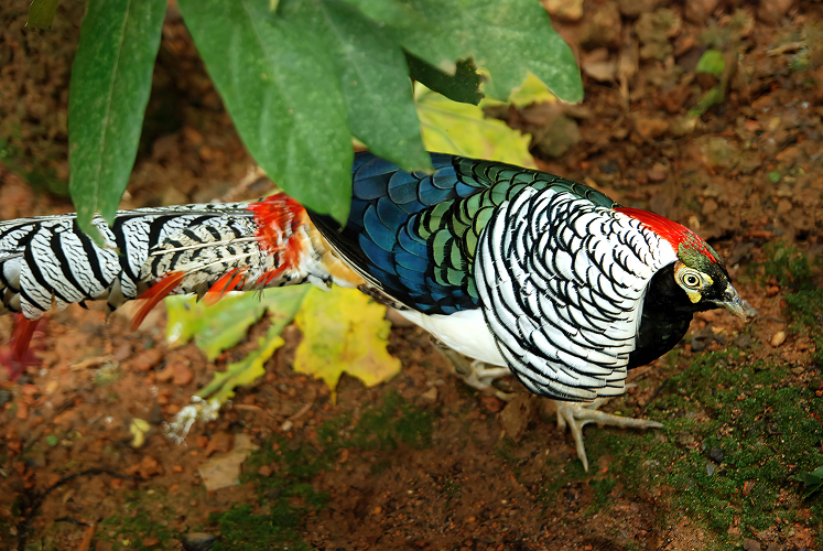 Ayam hias silver pheasant