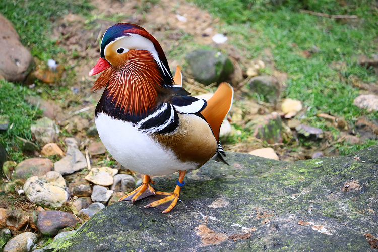 Mandarin duck hias