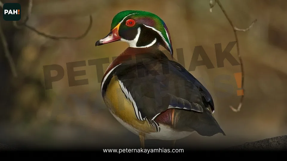 Bebek Caroline