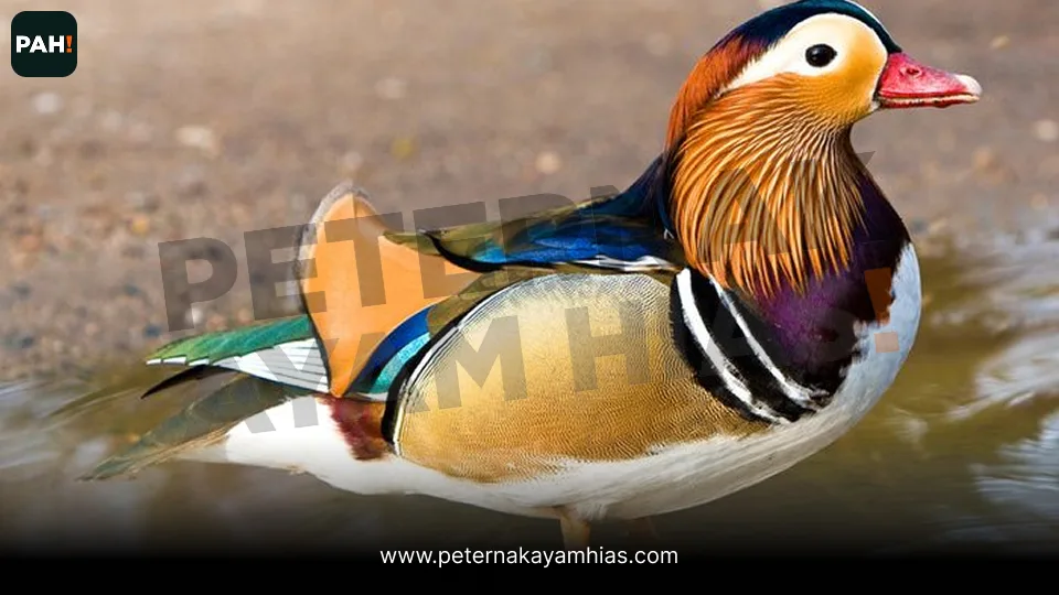 Bebek Mandarin