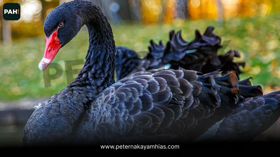 Black Swan