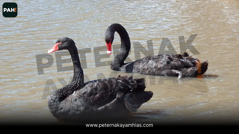 Galeri Black Swan 2