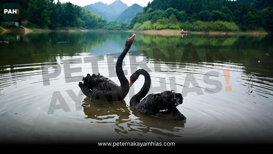 Galeri Black Swan 3