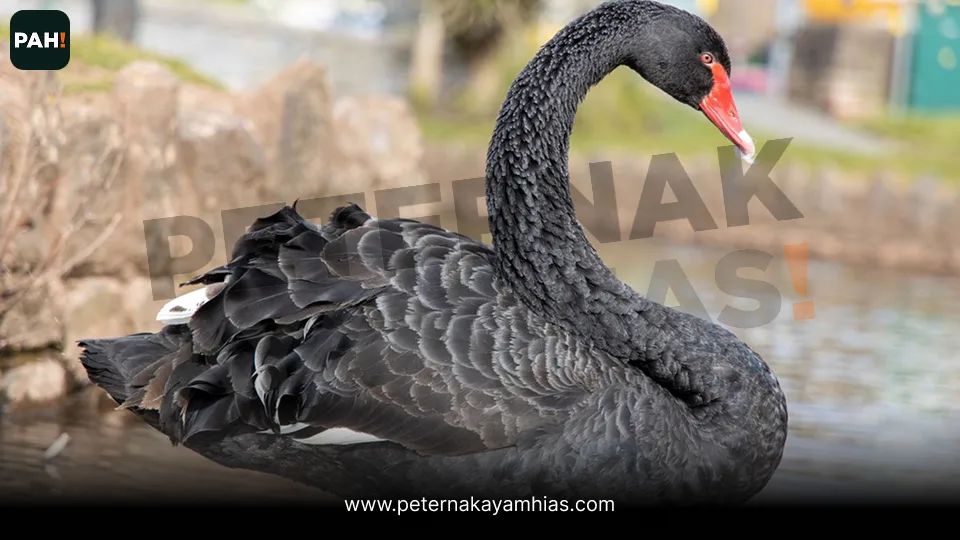 Galeri Black Swan 4