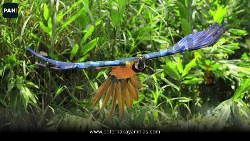 Galeri Burung Blue Gold Macaw 4