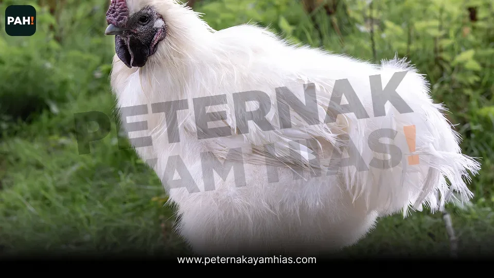 Thumbnail panduan perawatan Ayam Silkie putih