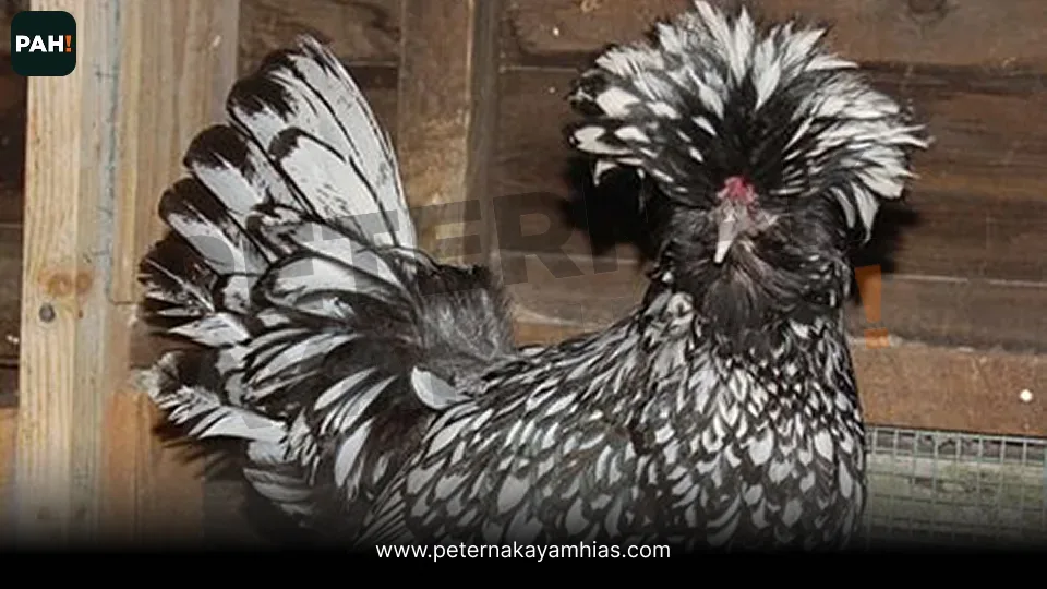 Thumbnail artikel jenis ayam hias populer dari koleksi Ayam Poland