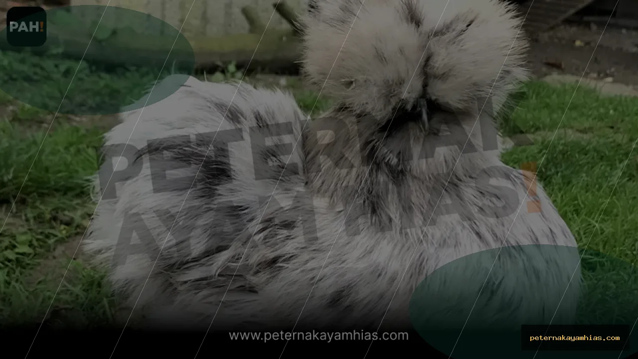 Thumbnail panduan kandang dan habitat American Silkie Paint