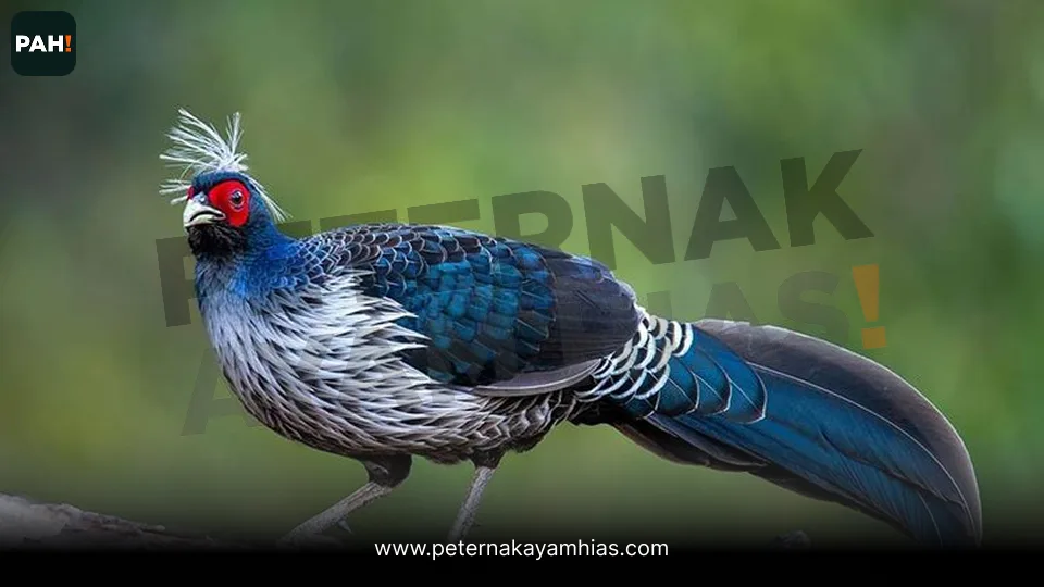 Galeri Khalij Pheasant 2