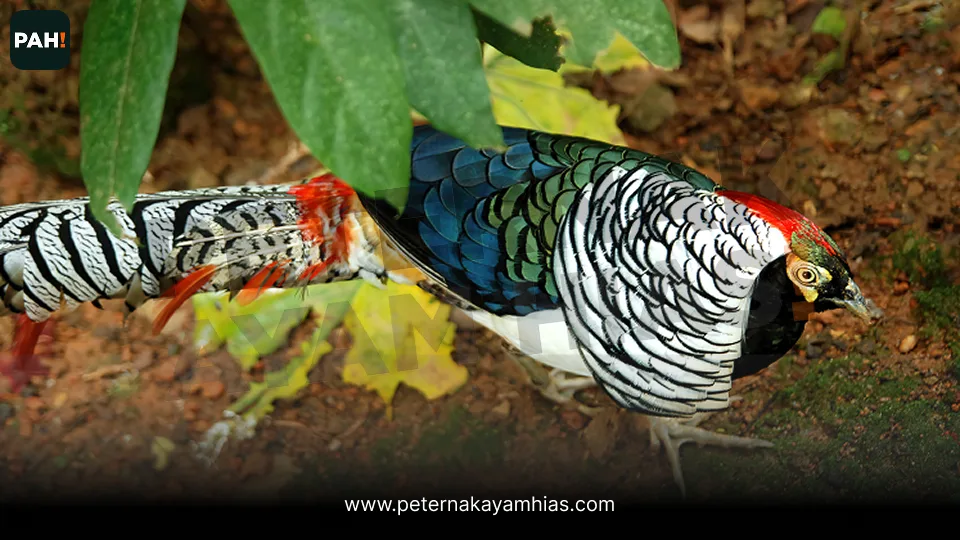 Lady Amherst Pheasant