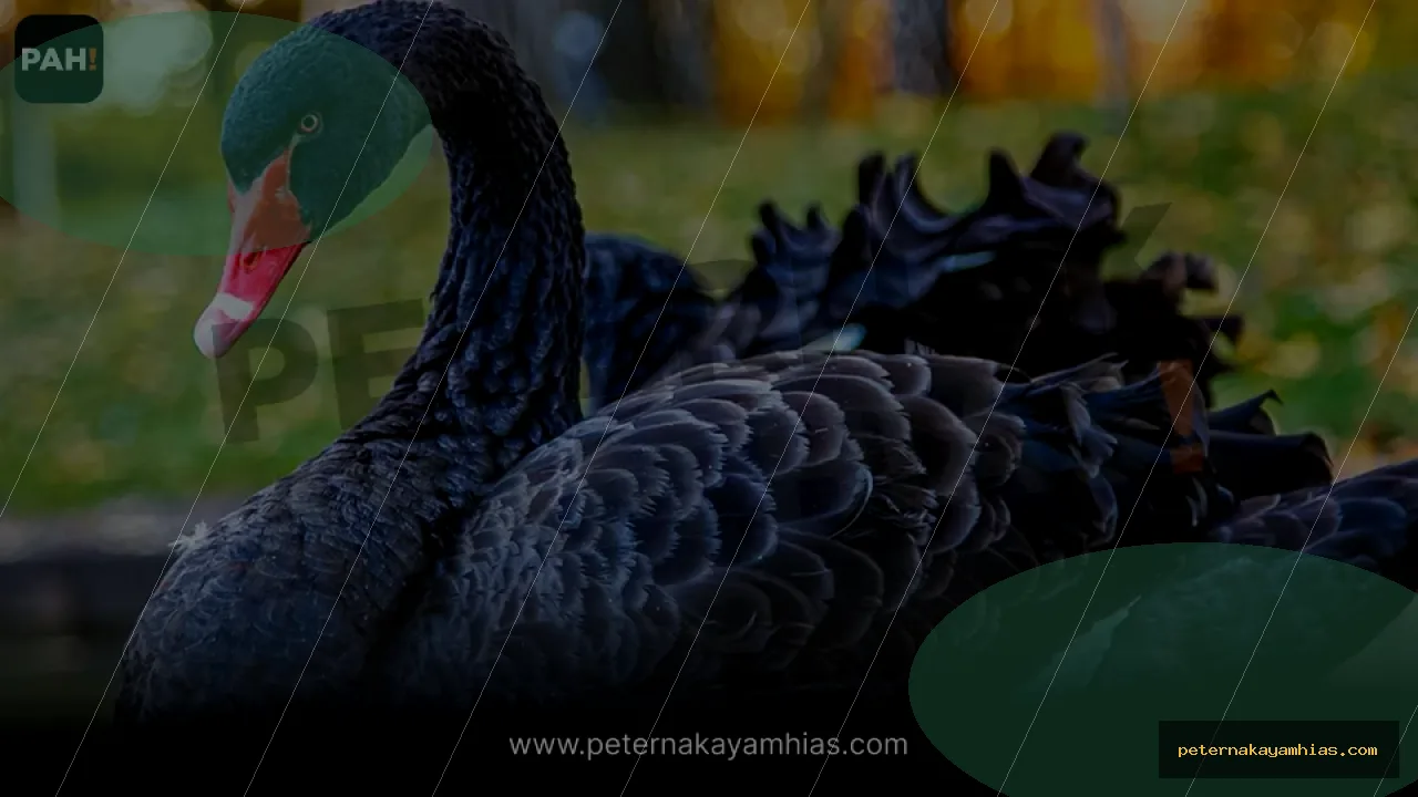 Thumbnail panduan pakan harian Black Swan