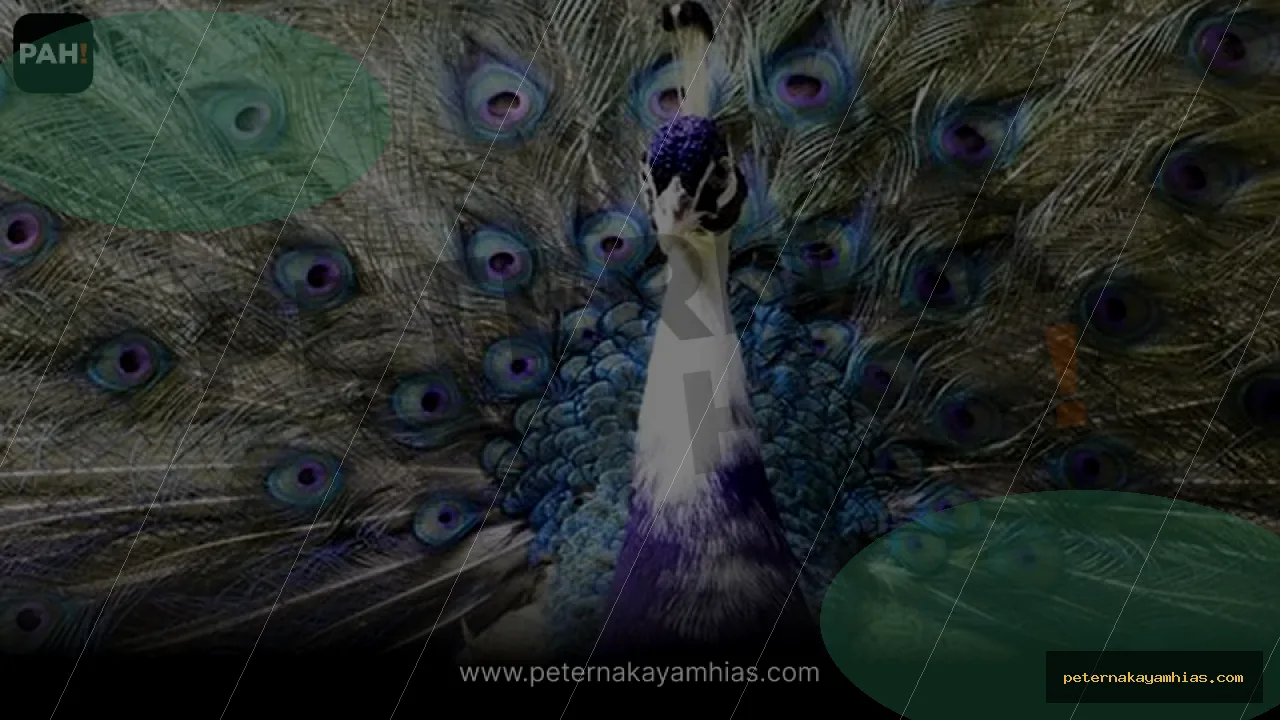 Thumbnail panduan pakan harian Merak Ungu (Purple Pied Peafowl)