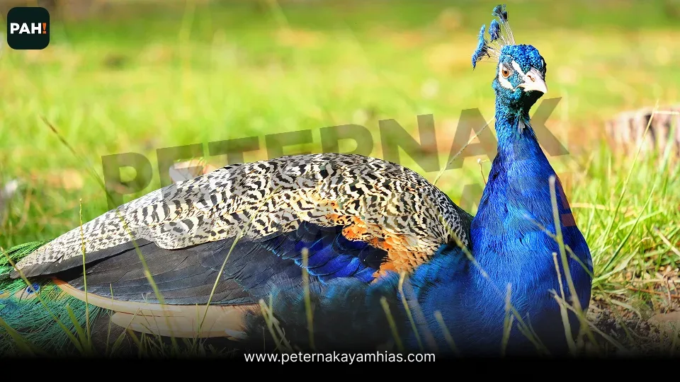 Thumbnail perbedaan ayam hias pheasant merak dan bebek hias