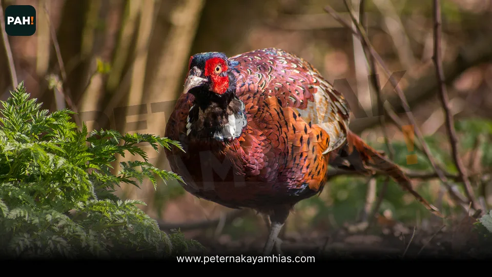 Ringneck Pheasant