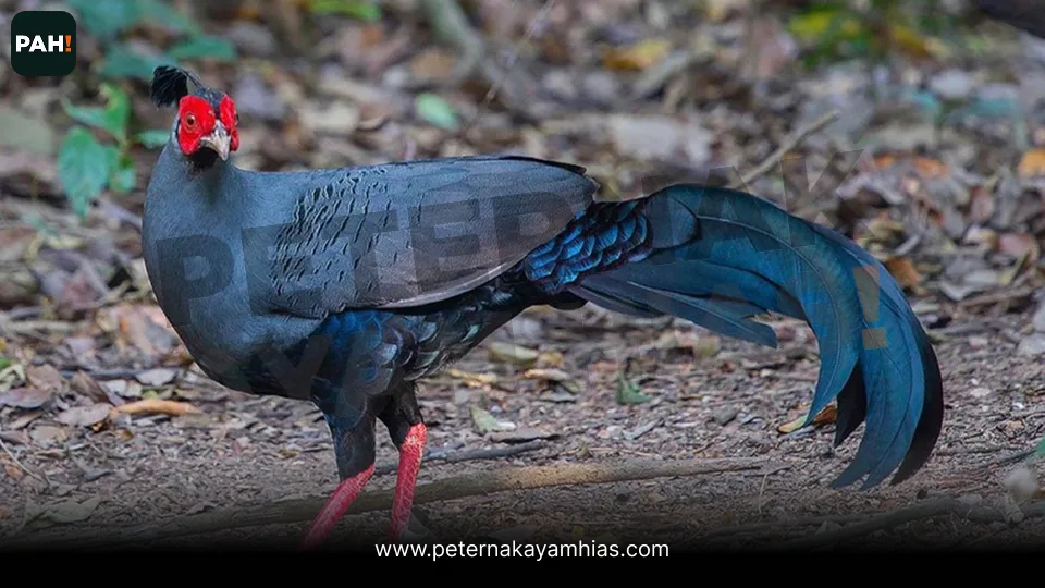 Siamese Fireback Pheasant