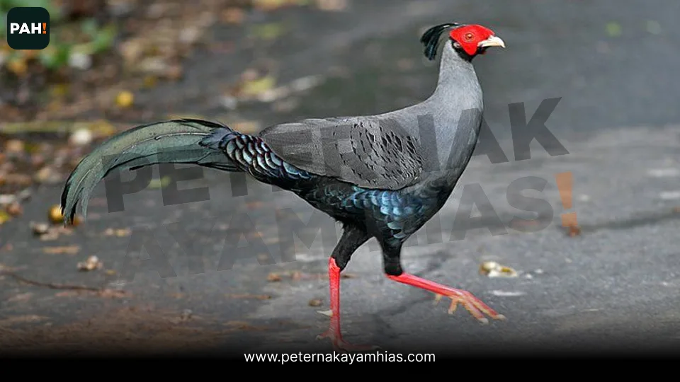 Galeri Siamese Fireback Pheasant 2