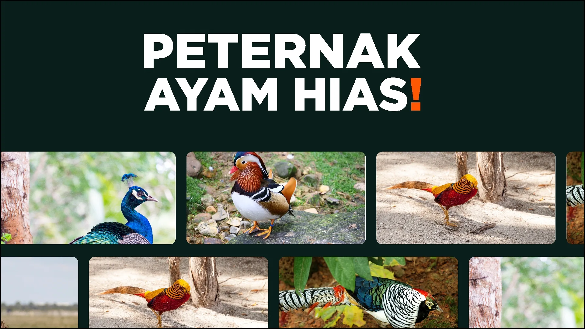 Peternak Ayam Hias